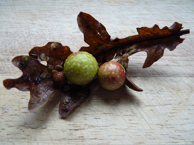 Quercus robur and Friends